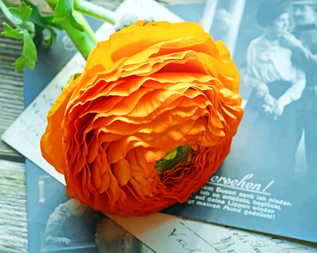 Orange Flower Painting By Numberss.png