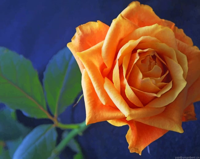 Orange Flower Rose Painting By Numberss.png