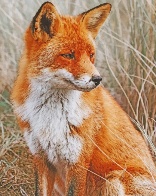 Orange Fox Animals Painting By Numberss.png
