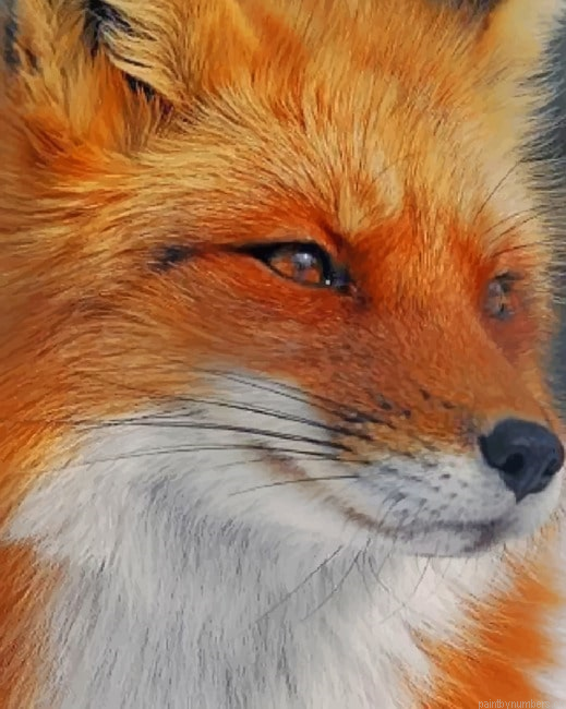 Orange Fox Face Animals Painting By Numberss.png