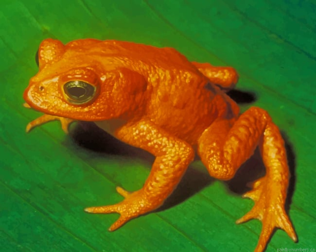 Orange Frog Animals Painting By Numberss.png