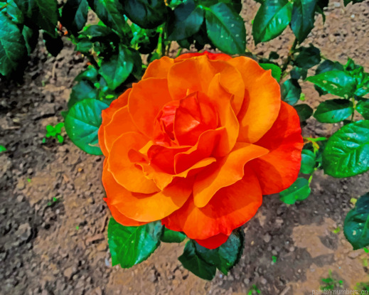 Orange Garden Rose Flowers Painting By Numberss.png