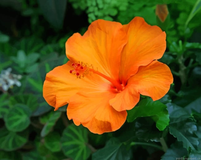 Orange Hibiscus Flower Painting By Numbers.png