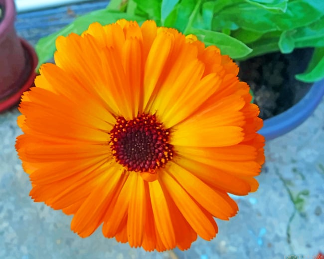 Orange Marigold Flower Painting By Numberss.png