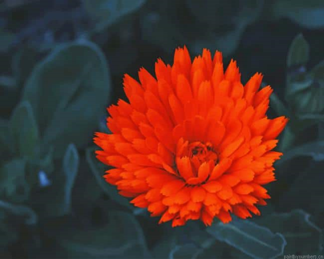 Orange Marigold Flowers Painting By Numberss.png