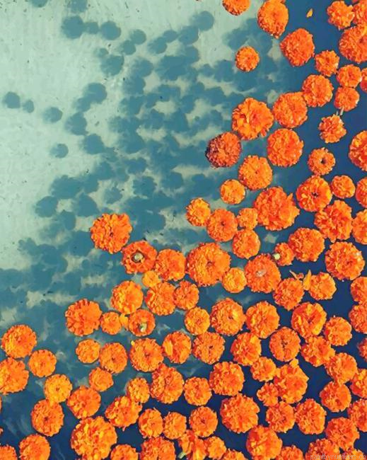Orange Marigold Plants Painting By Numberss.png