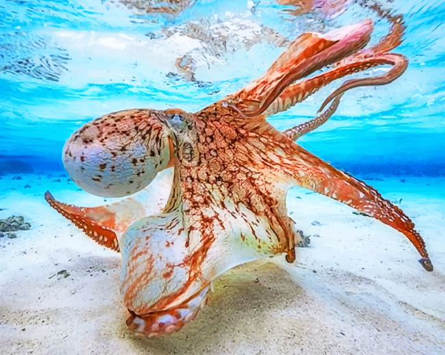 Orange Octopus Under Water Animals Painting By Numberss.png