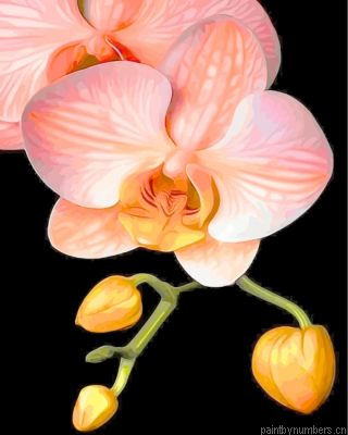 Orange Orchid Painting By Numbers.png