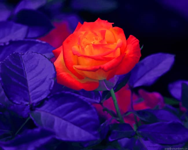 Orange Rose Bud Flowers Painting By Numberss.png