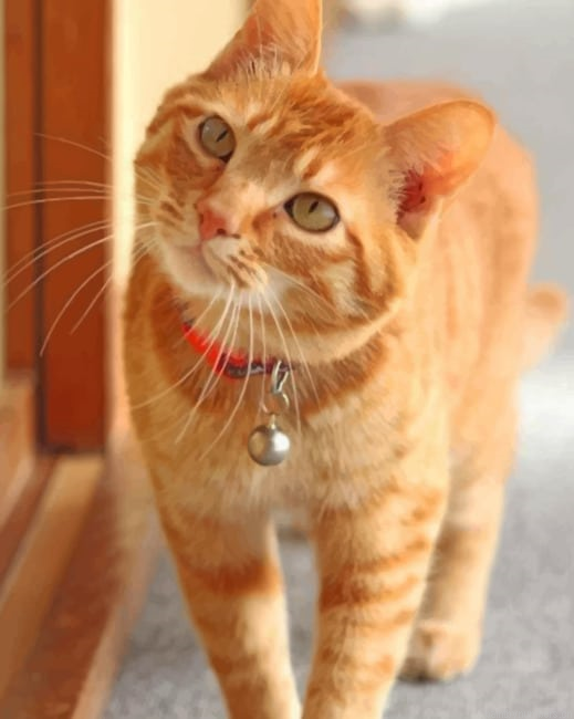 Orange Tabby Cat Animals Painting By Numberss.png