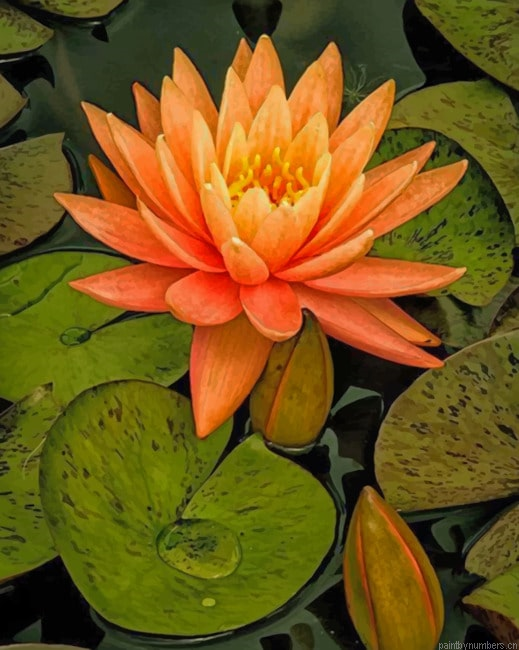 Orange Water Lily Flower Painting By Numberss.png