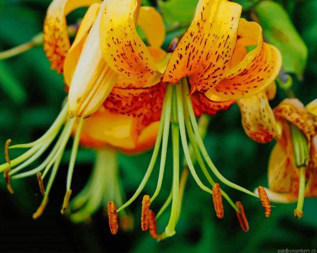 Orange Yellow Flower Painting By Numberss.png