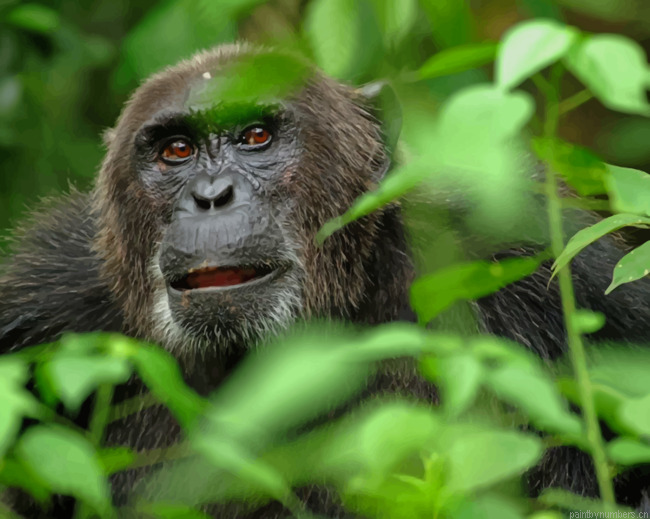 Orangutan Monkey Animal Painting By Numberss.png