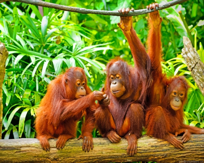 Orangutan Monkeys Animals Painting By Numbers.png