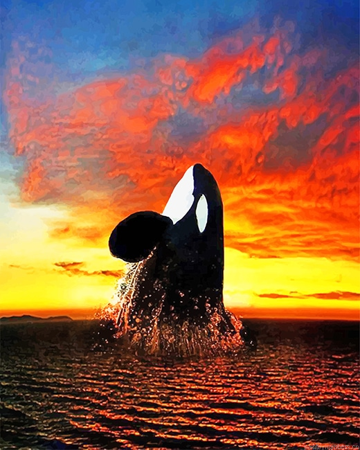 Orca Sunset Animals Painting By Numbers.png