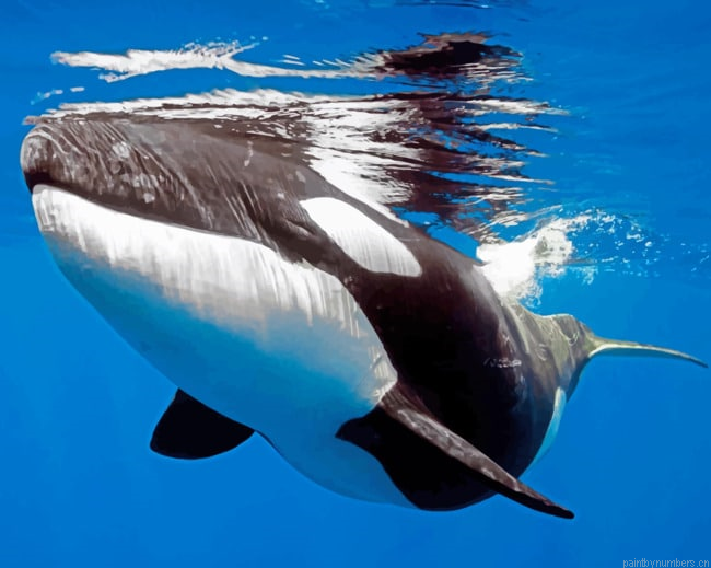 Orca Whale Animals Painting By Numbers.png
