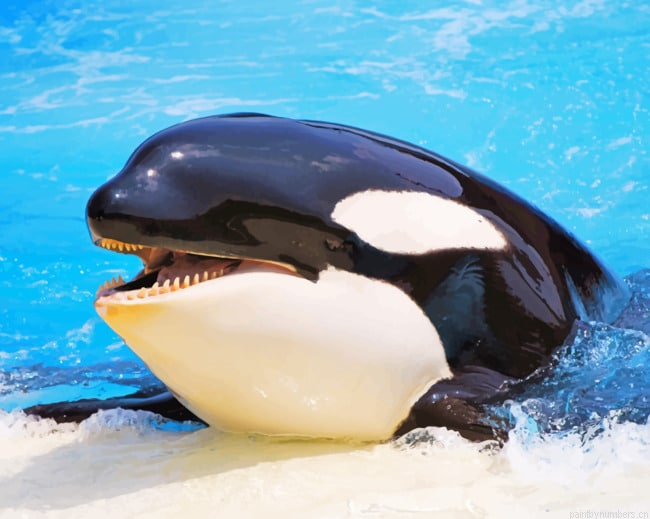 Orca Whale Painting By Numbers.png
