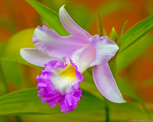 Orchid Cattleya Purple Flower Painting By Numberss.png