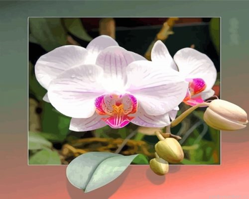 Orchid Flowers Painting By Numbers.png