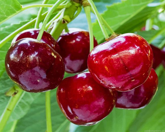 Organic Cherries Fruits Painting By Numberss.png