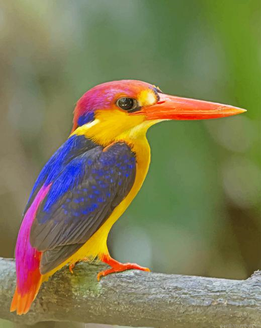 Oriental Dwarf Kingfisher Birds Painting By Numbers.png