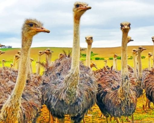 Ostriches In A Field Painting By Numberss.png
