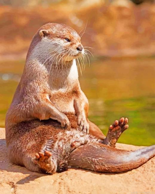 Otter Sitting On A Rock Animals Painting By Numberss.png