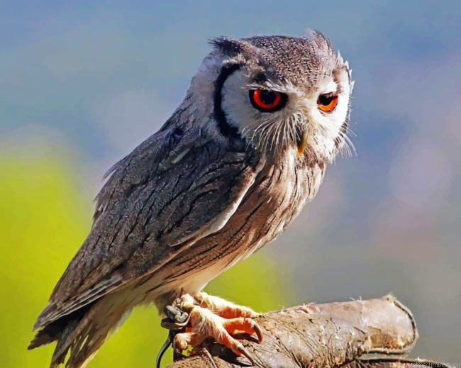 Owl Baby Birds Painting By Numberss.png