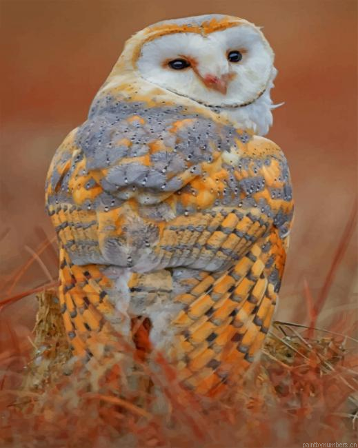 Owl Birds Painting By Numberss.png