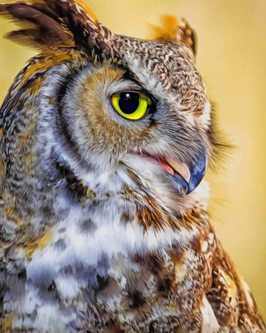 Owl Face With Yellow Eyes Birds Painting By Numberss.png