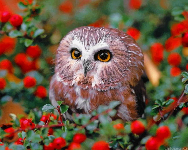 Owl In Garden Birds Painting By Numberss.png