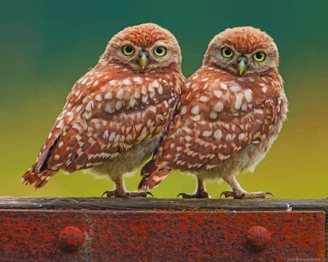 Owl Twins Birds Painting By Numberss.png