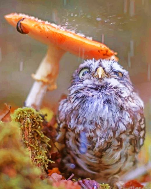 Owl Under Mushroom Birds Painting By Numberss.png