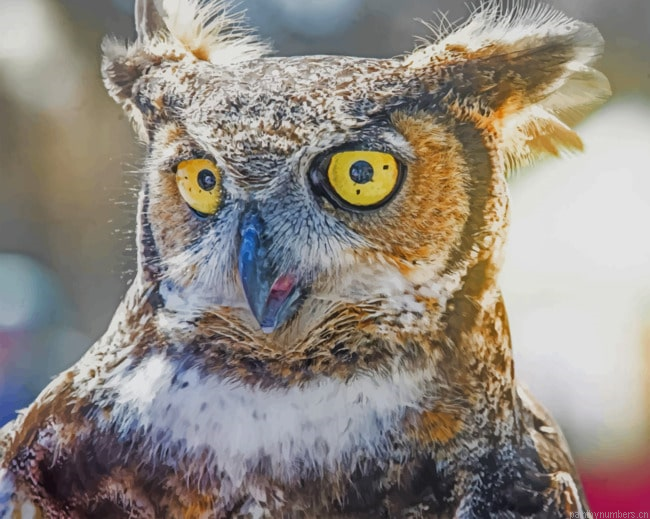 Owl With Yellow Eyes Birds Painting By Numberss.png