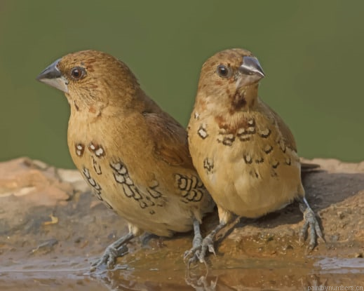 Pair Of Spice Finches Birds Painting By Numberss.png