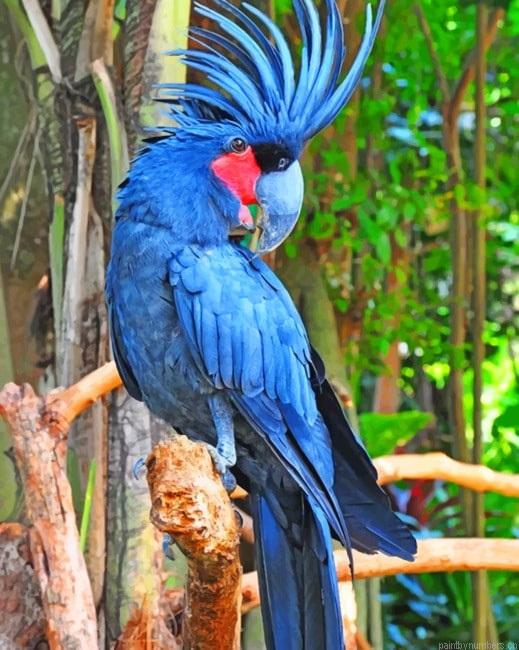 Palm Cockatoo Painting By Numberss.png