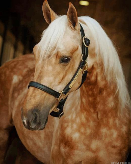 Palomino Horse Animals Painting By Numberss.png