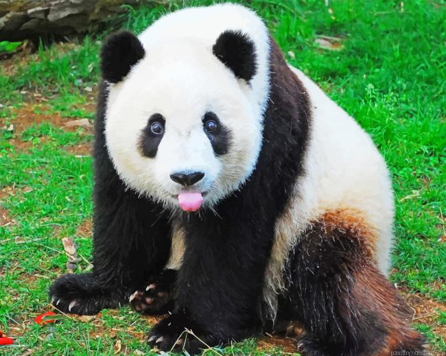 Panda Bear Animals Painting By Numberss.png