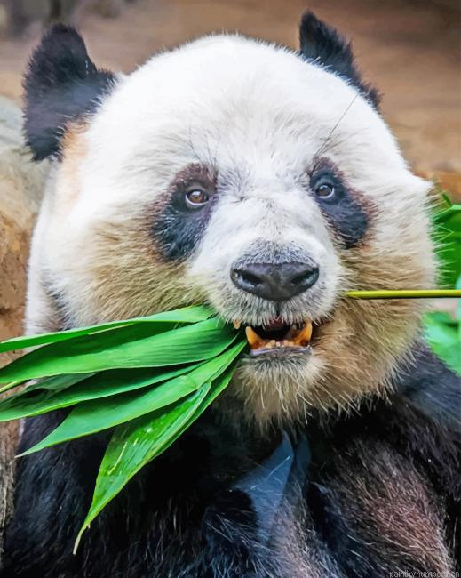 Panda Eating Plant Animals Painting By Numberss.png