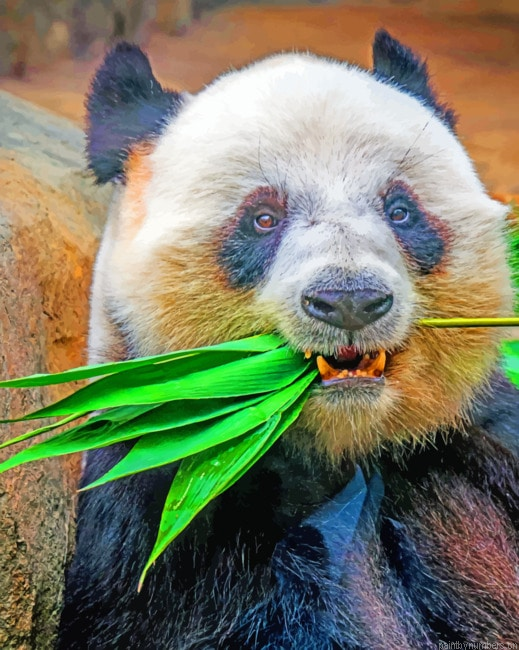 Panda Fangs Animals Painting By Numberss.png
