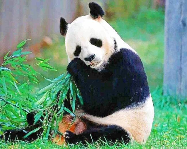 Panda In Nature Animals Painting By Numberss.png