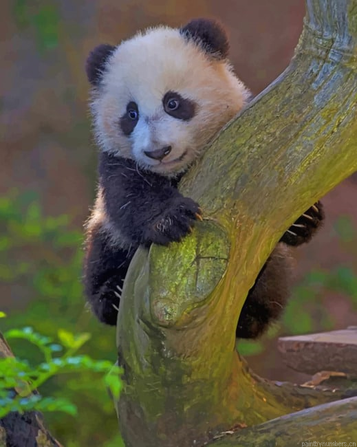 Panda On Tree Painting By Numberss.png