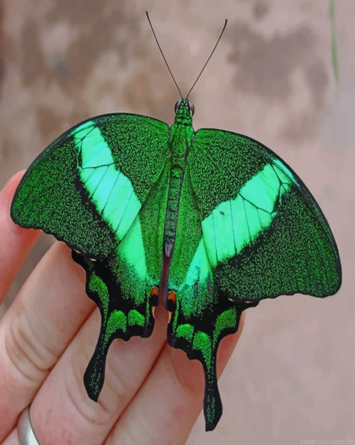 Papilio Palinurus Butterfly Insects Painting By Numberss.png