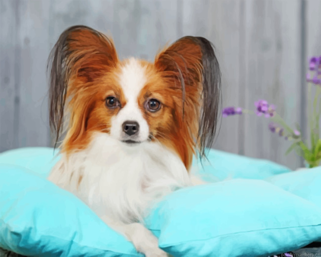 Papillon Dog Painting By Numbers.png