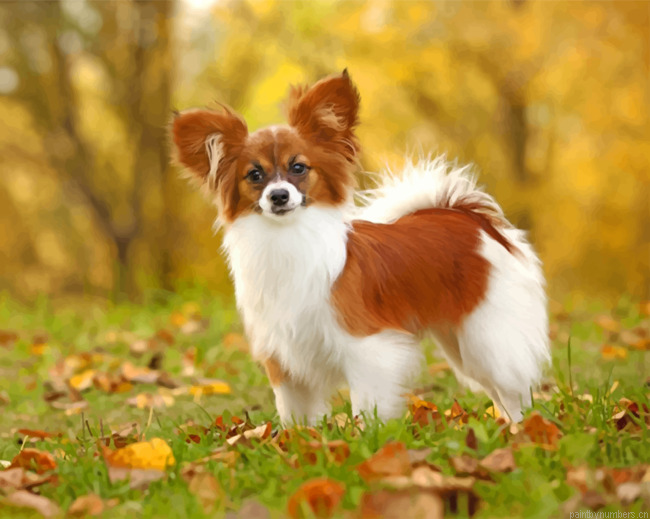 Papillon Puppy Painting By Numbers.png