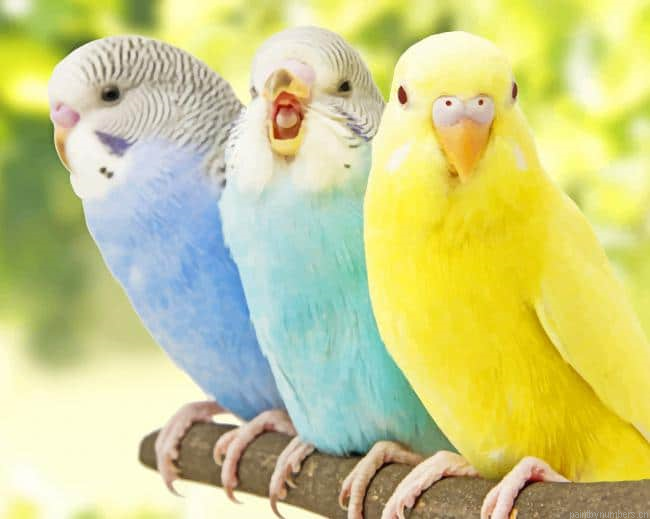 Parakeets With Beautiful Colors Birds Painting By Numberss.png