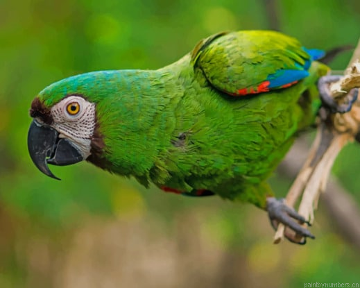 Parrot Bird Ara Beak Green Painting By Numberss.png