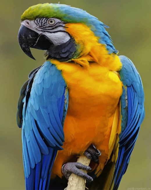 Parrot Bird Painting By Numberss.png