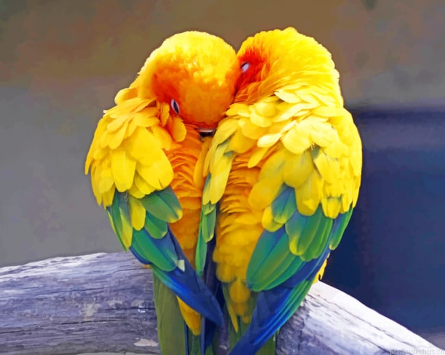 Parrot Birds Love Painting By Numberss.png