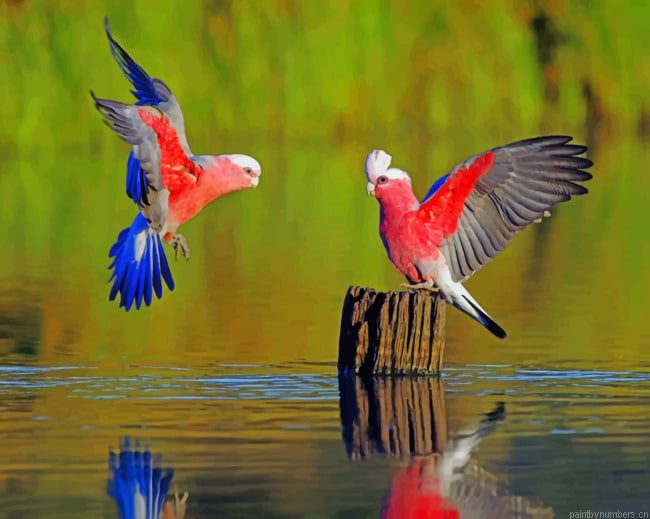 Parrot Birds On Tree Stump Macaws Painting By Numberss.png